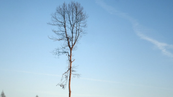2 Schaefer Westerwald Baum